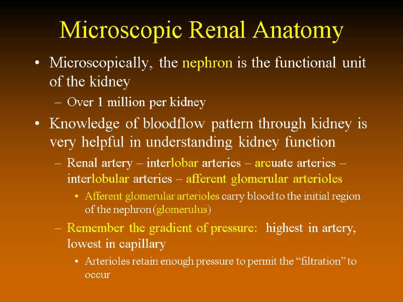 Microscopic Renal Anatomy Microscopically, the nephron is the functional unit of the kidney Over
